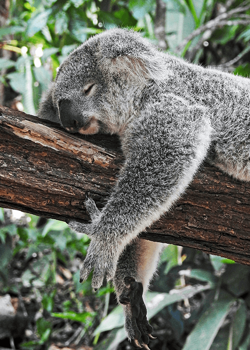 Foto graciosa de un Koala durmiendo que ilustra la intención de esta Guía para dormir mejor: que este sea el resultado